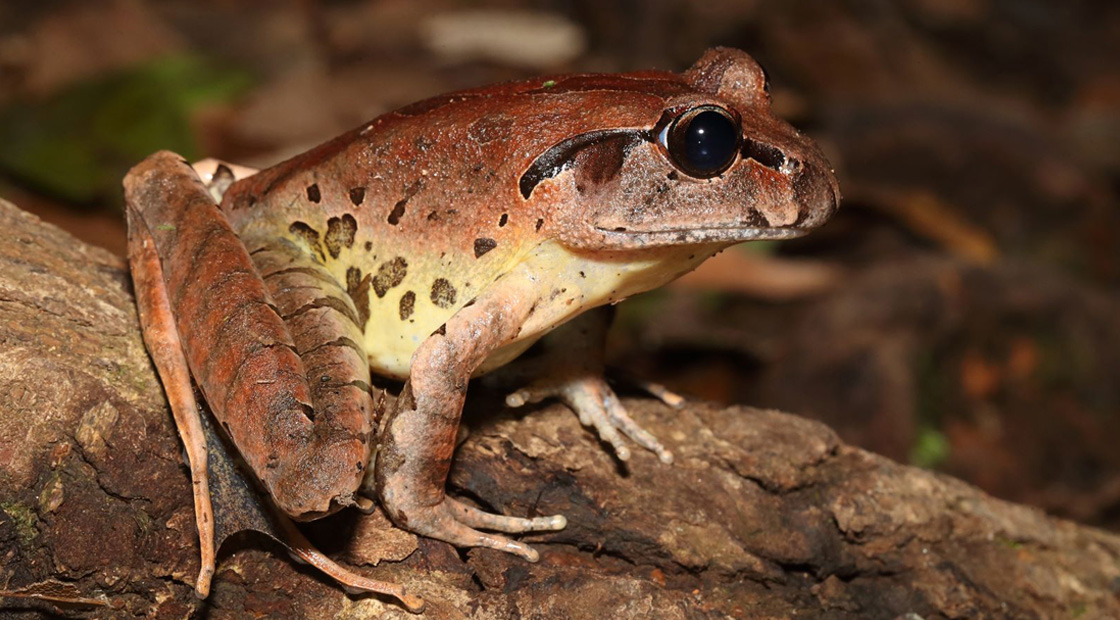 Fleay's Barred Frog